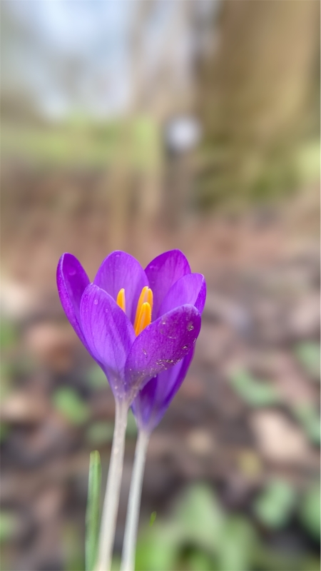 Ritselingen van het voorjaar