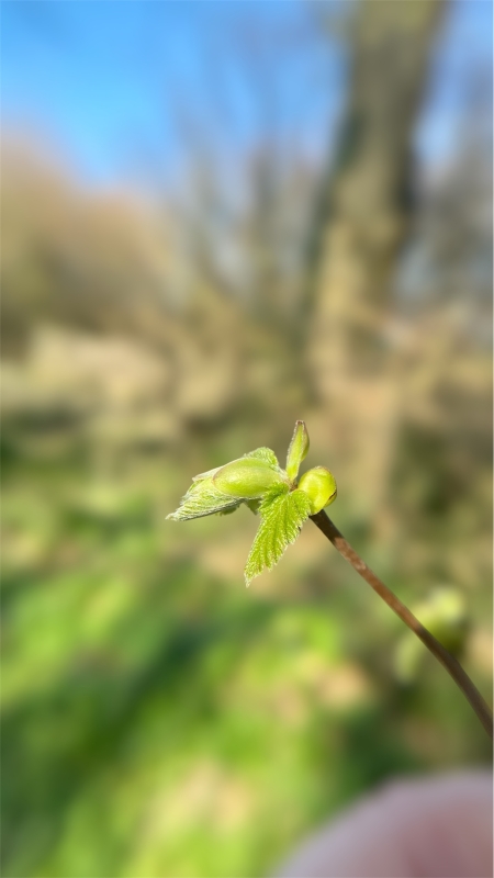 Ritselingen van het voorjaar