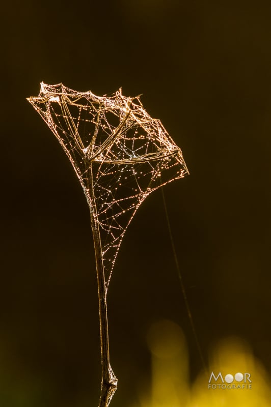 Tekenen van de herfst vastgelegd: foto's uit Project 52