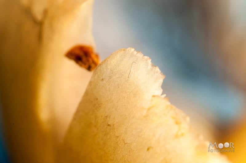 Macrofotografie met een omgekeerde lens: betaalbare super macro