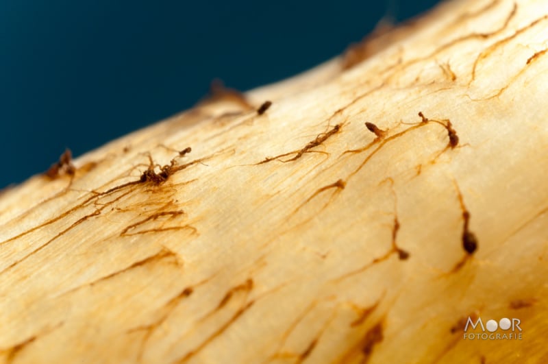 Macrofotografie met een omgekeerde lens: betaalbare super macro