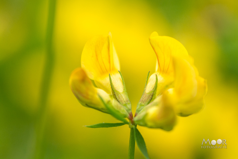 RAW of JPEG? Ontdek de voordelen van fotograferen in RAW