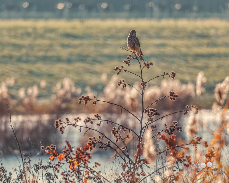 Rondje Biesbosch in de Herfst