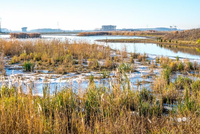 Rondje Biesbosch in de Herfst