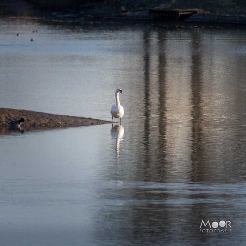 Rondje Biesbosch in de Herfst