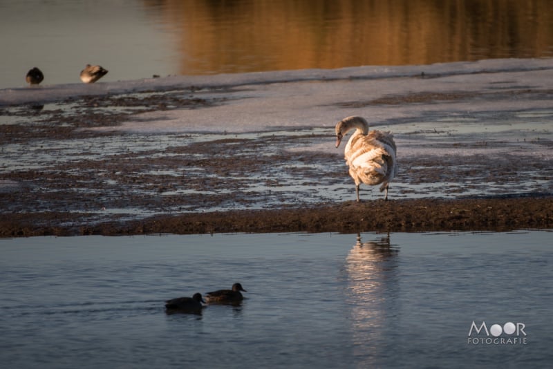 Rondje Biesbosch in de Herfst