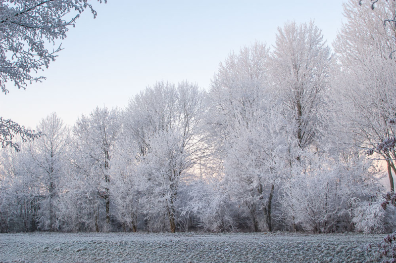 Besneeuwde bomen en een wit veld in een rustig winters landschap, passend bij tips voor sneeuw fotograferen