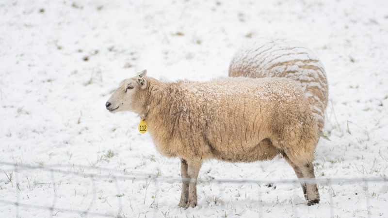 Schaap in een licht besneeuwd weiland, als voorbeeld van een donkerder onderwerp fotograferen in de sneeuw