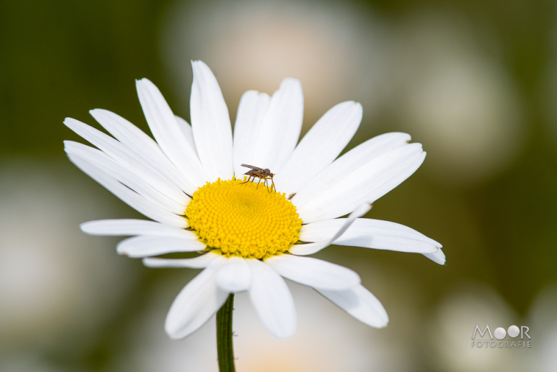 Macrofoto van een witte margriet met geel hart en klein insect, met zachte onscherpe achtergrond (bokeh)