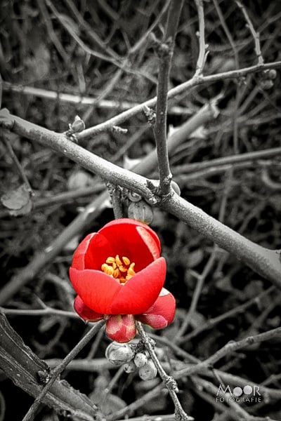 Color Effects: De app om de focus van je telefoonfoto's te versterken