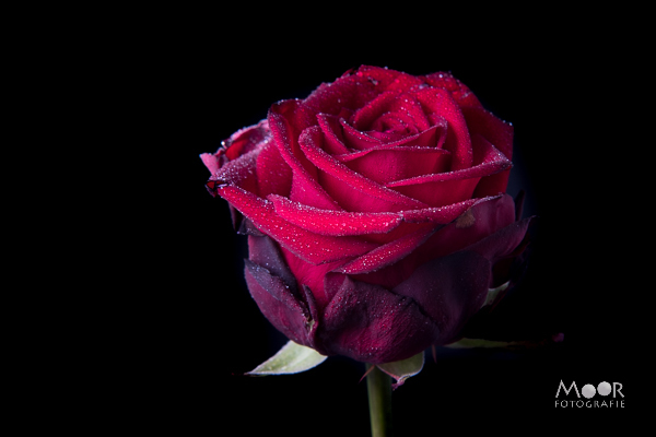 Roos fotograferen met los flitslicht Rode roos tegen een zwarte achtergrond, als voorbeeld van strobistfotografie met een flitser los van de camera.