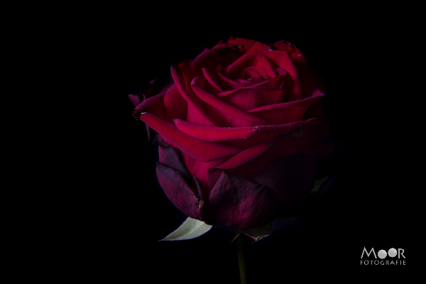 Roos fotograferen met los flitslicht Rode roos tegen een zwarte achtergrond, als voorbeeld van strobistfotografie met een flitser los van de camera.