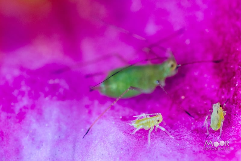 Creatief Met Macro in Eigen Tuin: Nikon D5300 en Omgekeerde Lens