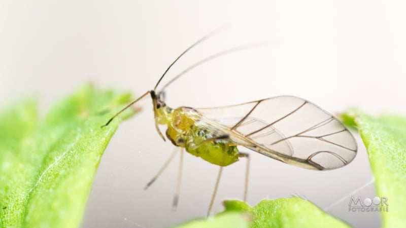 Creatief Met Macro in Eigen Tuin: Nikon D5300 en Omgekeerde Lens