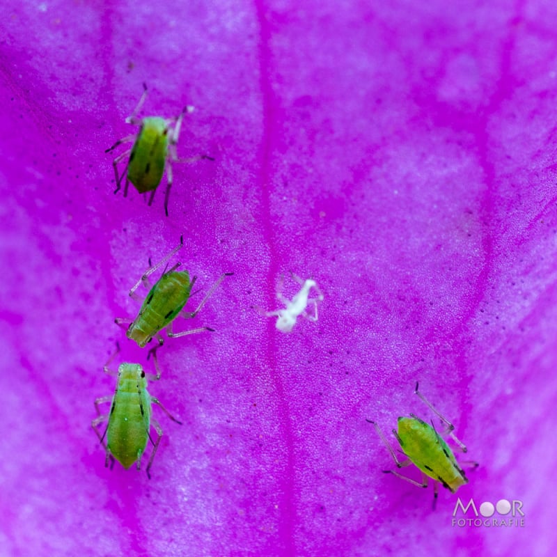 Creatief Met Macro in Eigen Tuin: Nikon D5300 en Omgekeerde Lens