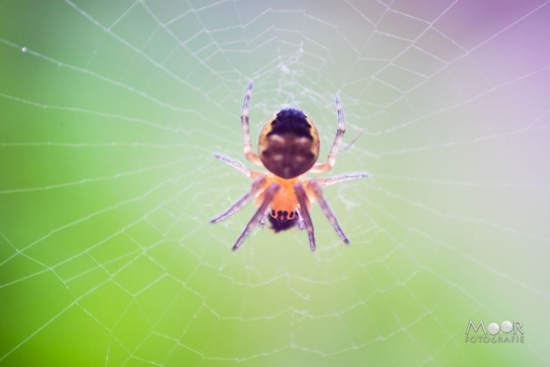 Creatief Met Macro in Eigen Tuin: Nikon D5300 en Omgekeerde Lens