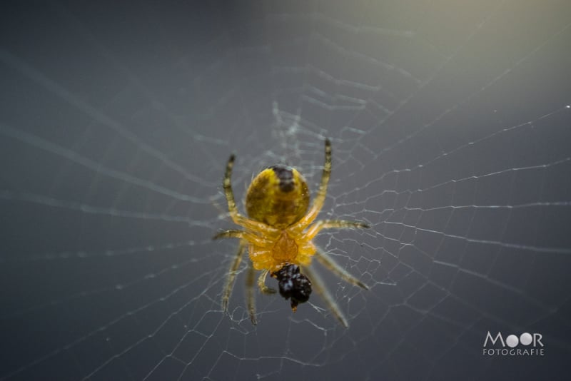 Creatief Met Macro in Eigen Tuin: Nikon D5300 en Omgekeerde Lens