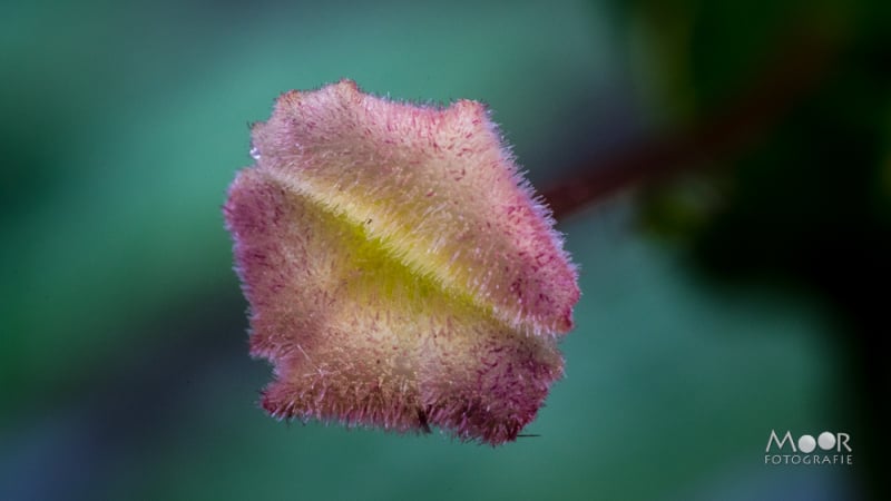 Creatief Met Macro in Eigen Tuin: Nikon D5300 en Omgekeerde Lens