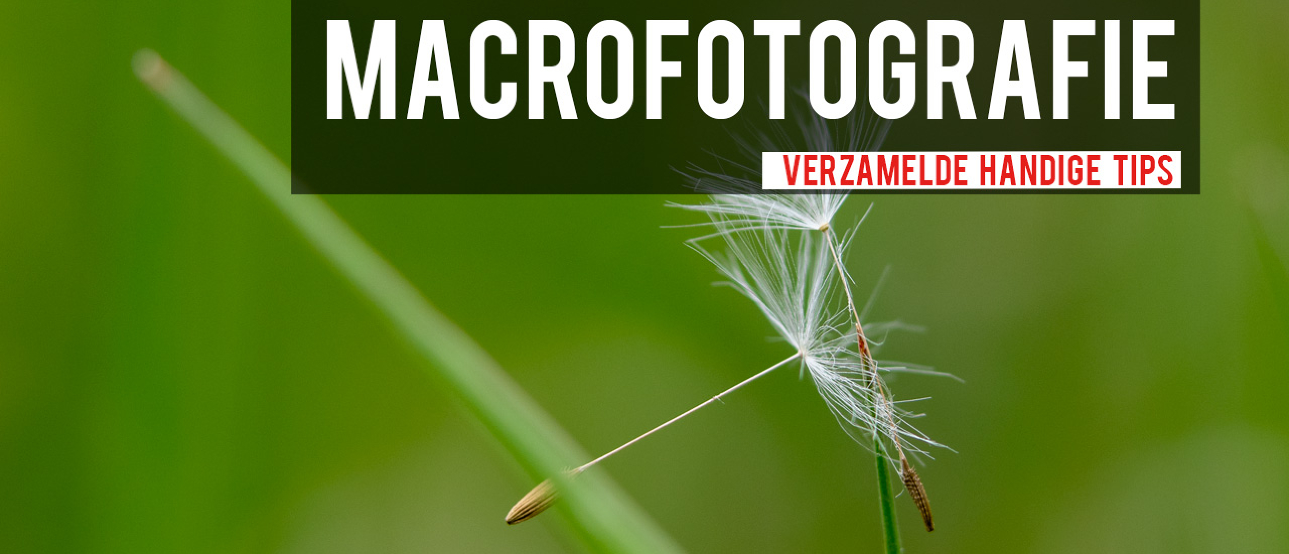 Serie handige tips voor macrofotografie
