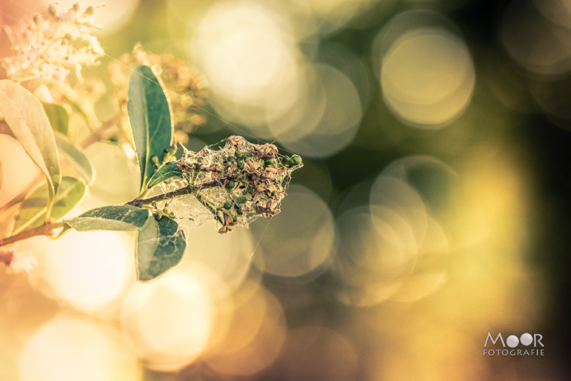 Het licht gevangen in zijn mooiste vorm – een subtiel spel van scherpte en vervaging, waar natuur en fotografie elkaar ontmoeten.