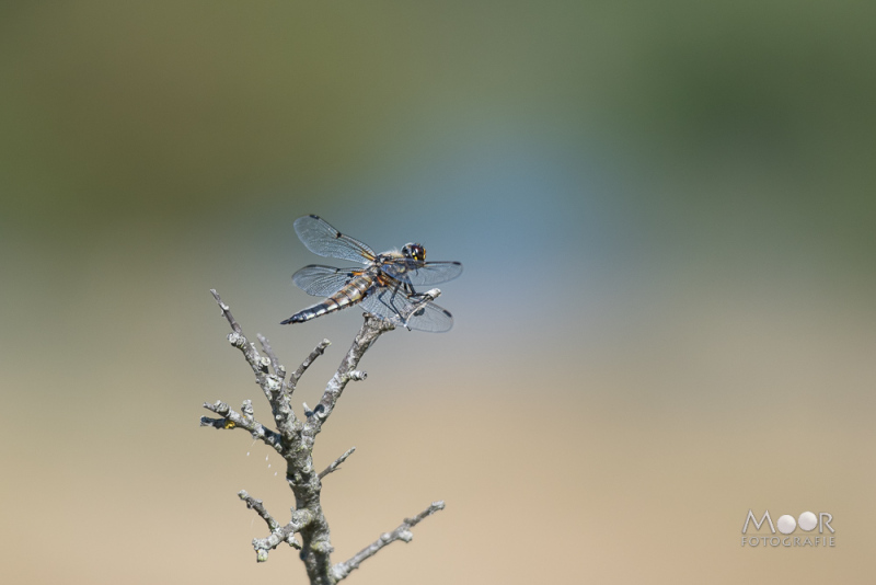 Libel scherp gefotografeerd op takje met onscherpe achtergrond – voorbeeld van macro- en natuurfotografie met bokeh.
