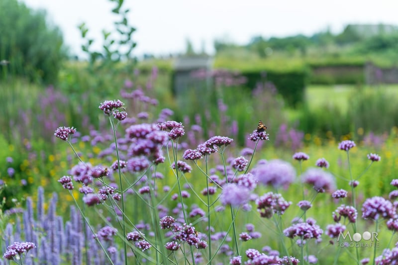 Een dag in de Tuinen van Appeltern: Fotografie en natuur in perfecte harmonie