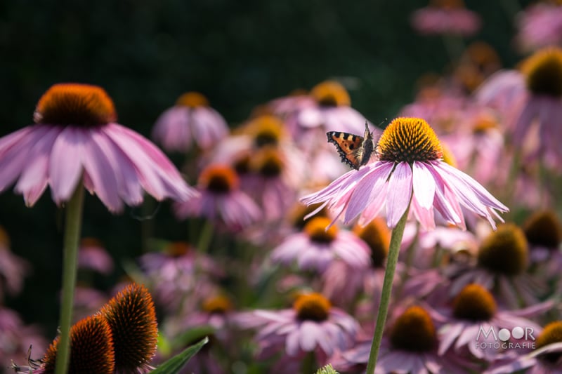 Een dag in de Tuinen van Appeltern: Fotografie en natuur in perfecte harmonie