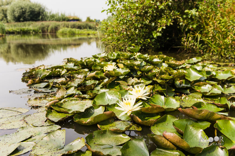 Een dag in de Tuinen van Appeltern: Fotografie en natuur in perfecte harmonie