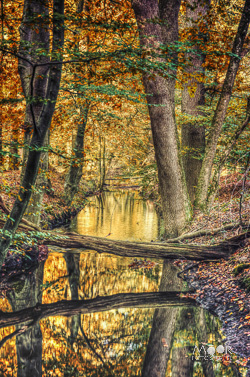 Een herfstwandeling vol fotografische kansen in het Leuvenumse Bos