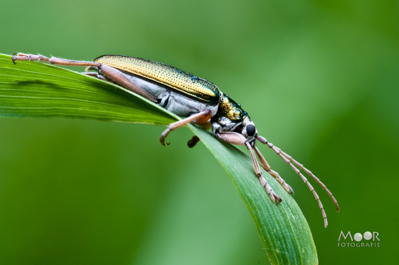 Wat is macrofotografie - Tips voor succesvolle macrofotografie