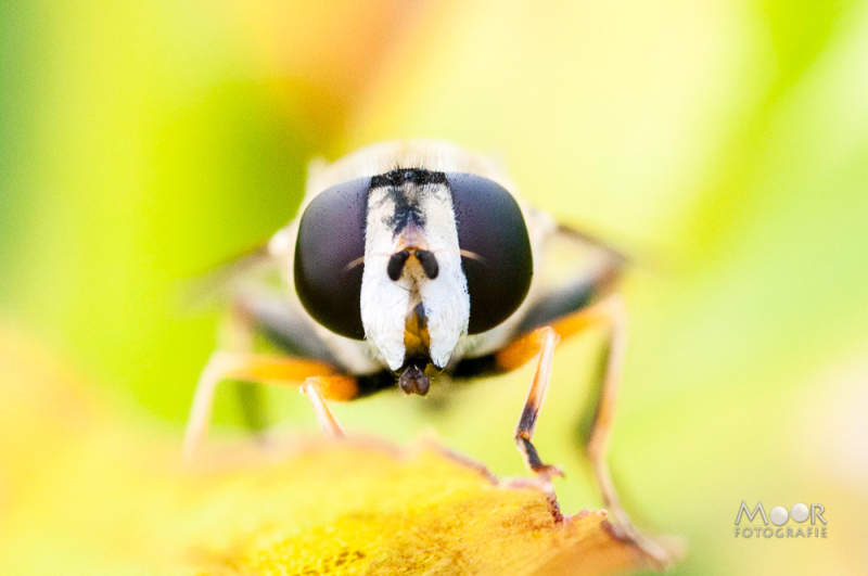 Wat is macrofotografie - geduld oefenen