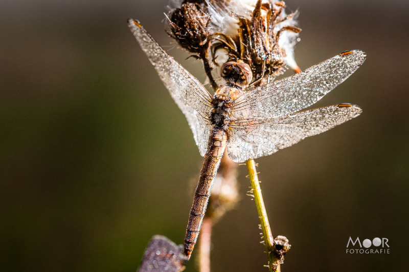 Wat is macrofotografie - effectief diafragma