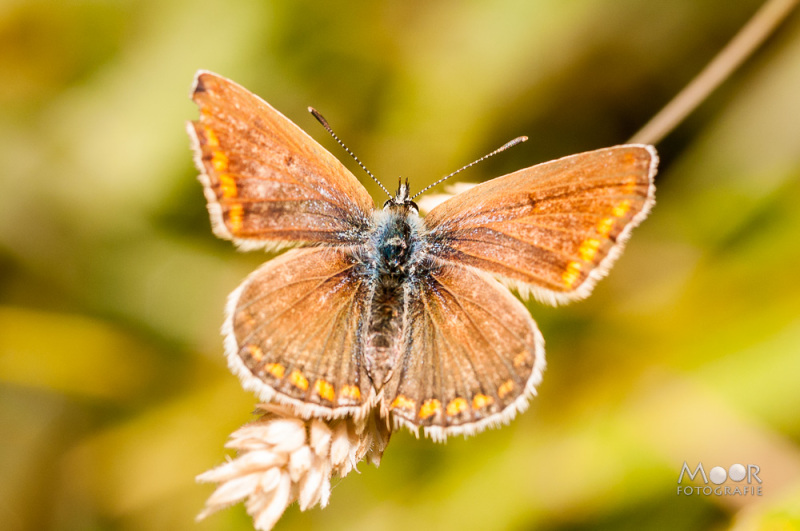 Wat is macrofotografie - leren kijken