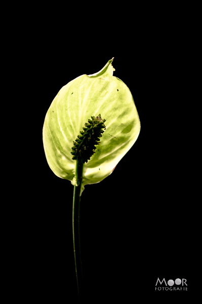 Wat is macrofotografie - licht het onderwerp op