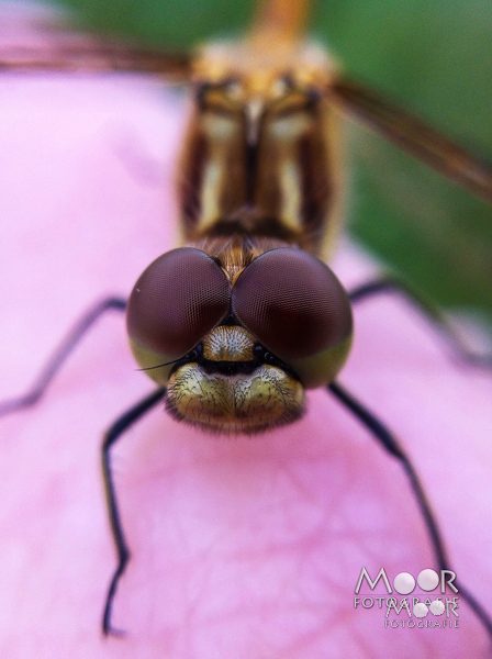 Wat is macrofotografie - perfecte focus