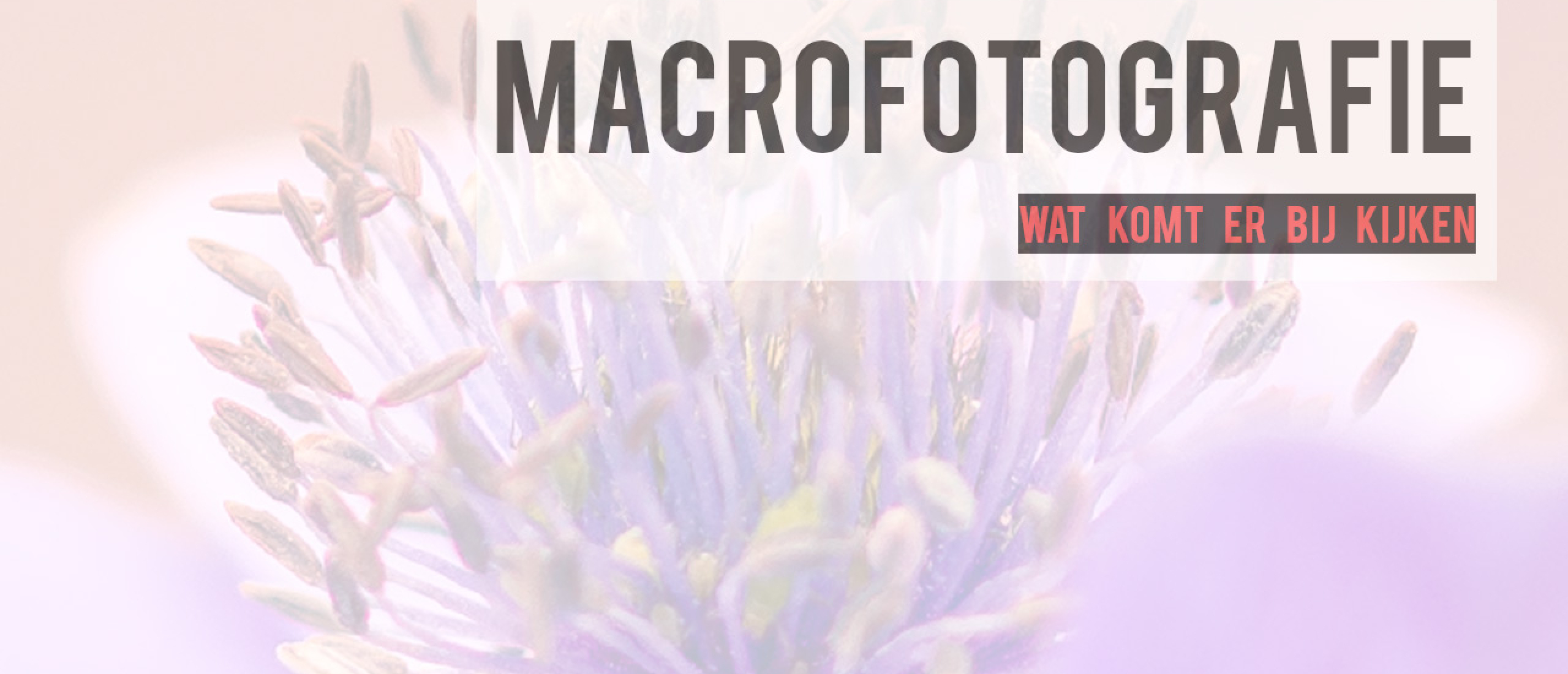 Macrofotografie voor Beginners: Jouw Stap-voor-Stap Gids naar Verbluffende Close-Ups