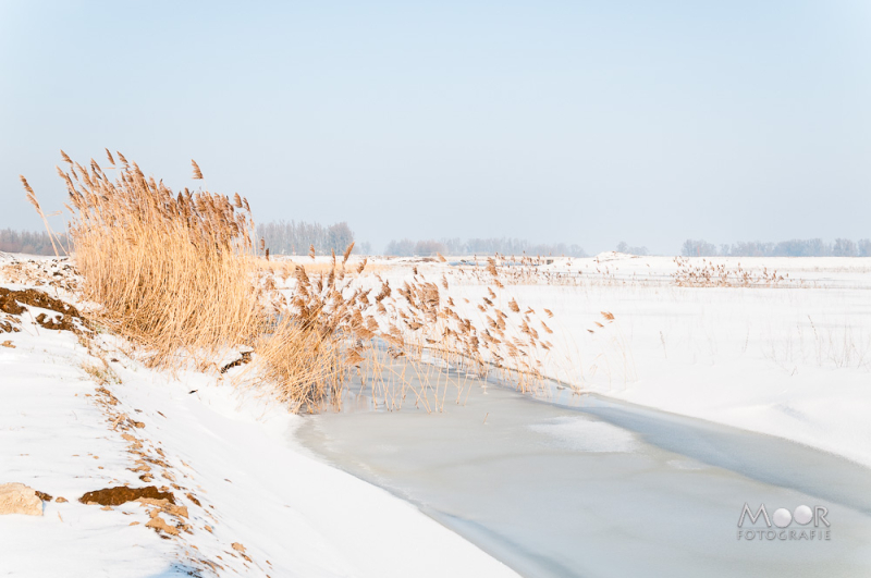 Besneeuwd winterlandschap met een bevroren sloot en goudkleurig riet langs de oever