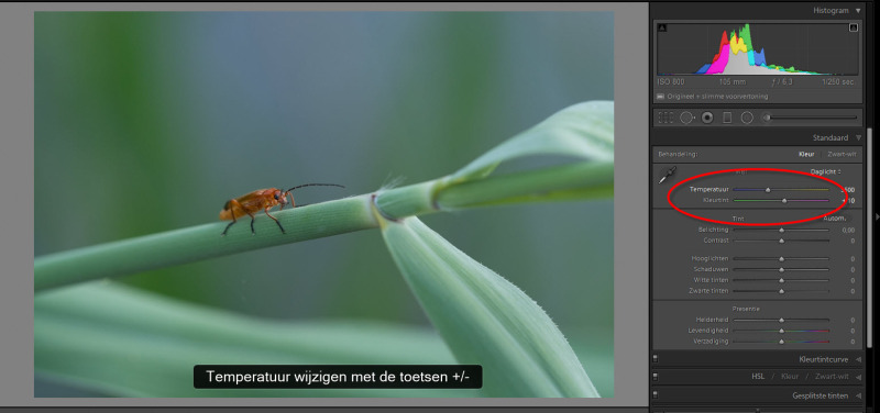 Witbalans aanpassen in Lightroom