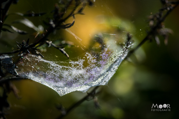 Woordloze Woensdag Kleuren Herfst Spinnenweb