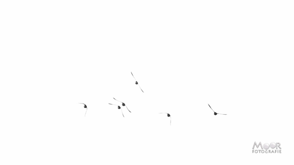 Woordloze Woensdag Natuur Zwart-Wit vogel vlucht silhouet Abstract