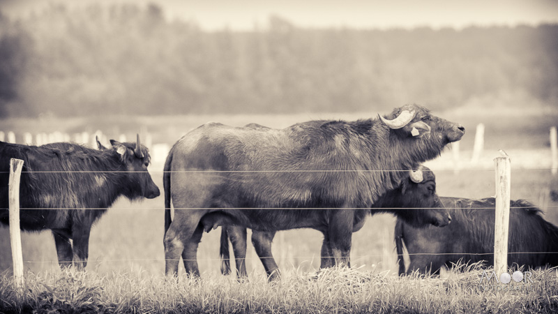 Woordloze Woensdag Waterbuffels in de Biesbosch