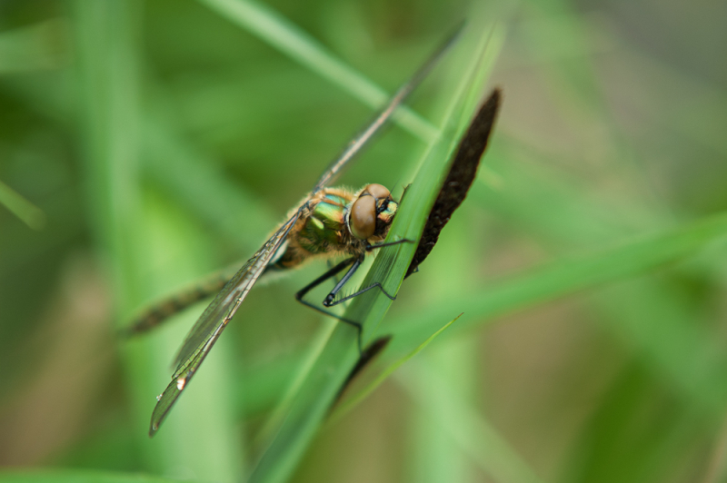 Wat Je Leert Tijdens een Macrofotografie Workshop