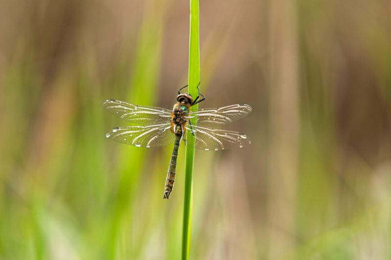 Wat Je Leert Tijdens een Macrofotografie Workshop
