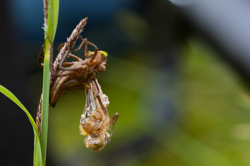 Wat Je Leert Tijdens een Macrofotografie Workshop