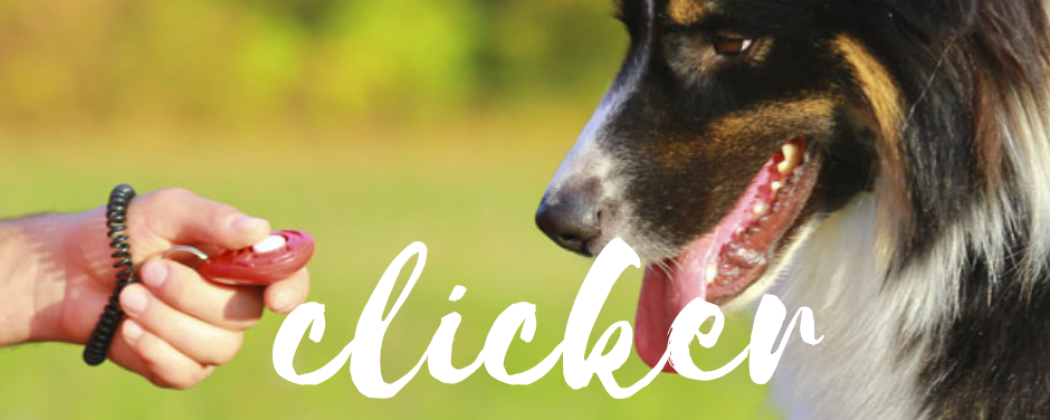 Is een clicker voor een hond positief?
