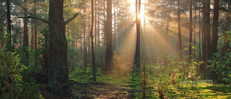 Natuur als inspiratiebron voor het schrijven van liedjes en muzikale creativiteit