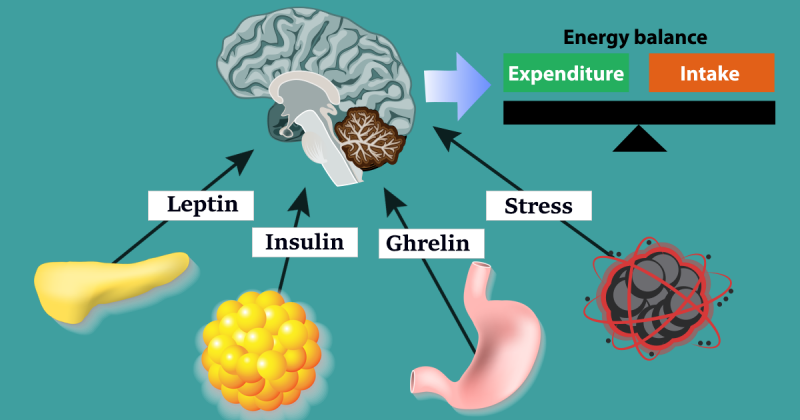 What triggers hunger in the brain