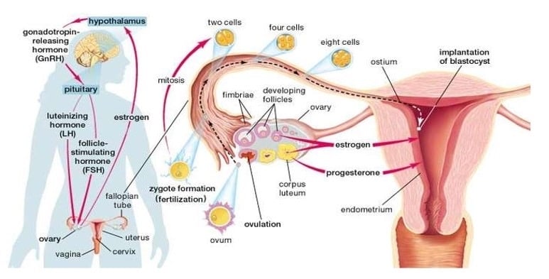 How to balance your female hormones