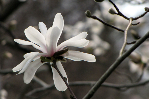 Geopende Magnolia bloem