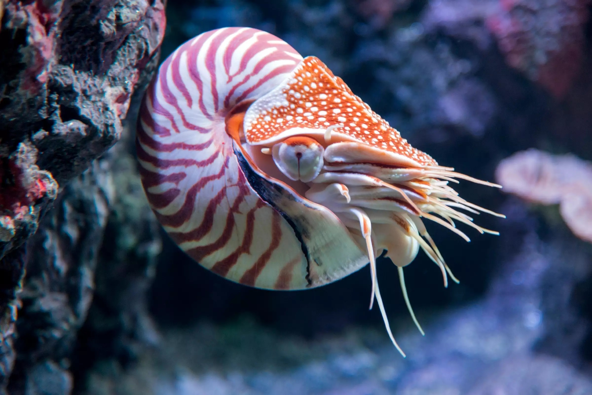 Een levende nautilus met gestreepte schelp en tentakels, zwemmend bij een rif.